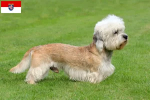 Read more about the article Criadores de Dandie Dinmont Terrier e cachorros em Hessen