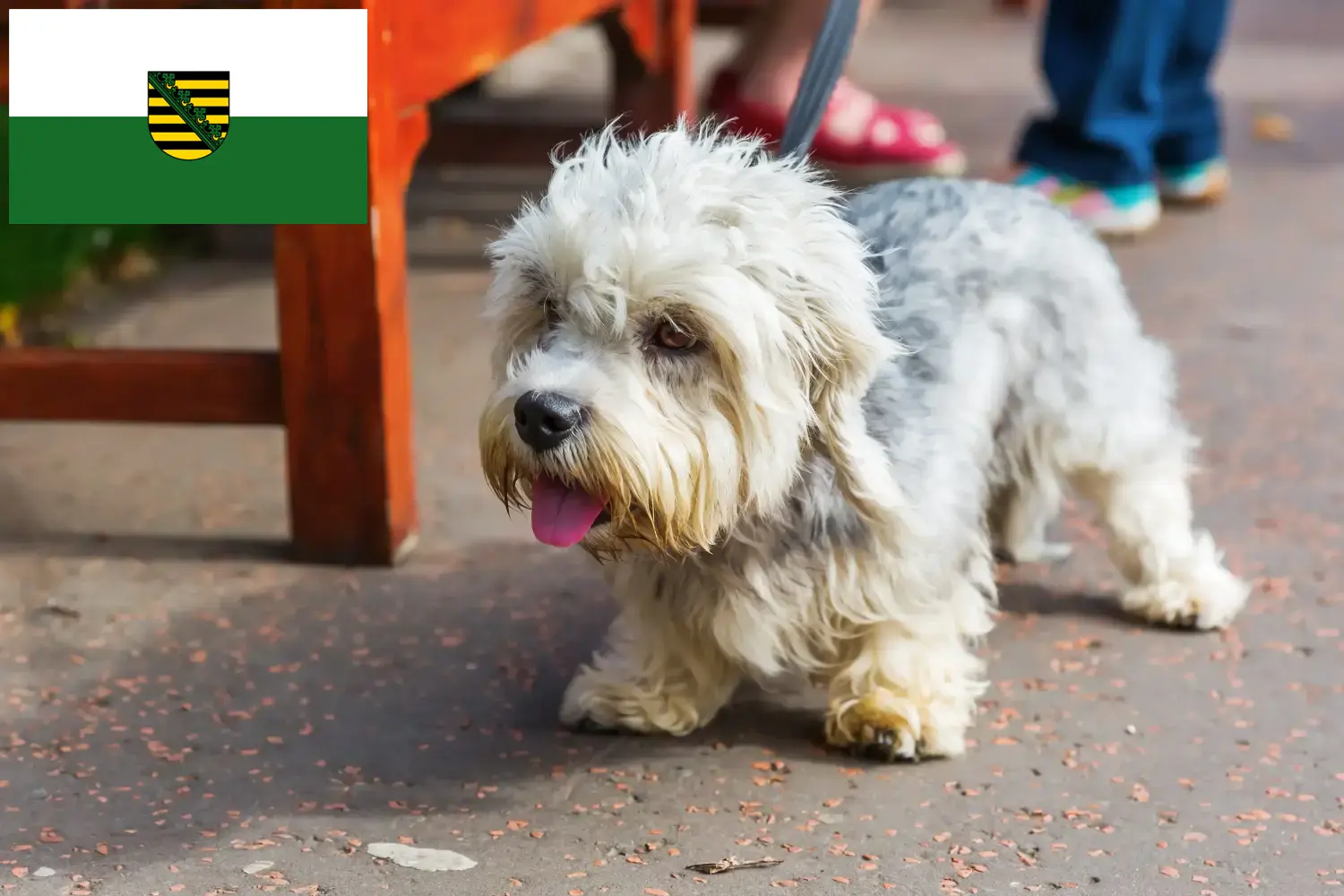Dandie Dinmont Terrier cachorros e criadores Saxónia Encontre aqui criadores de Dandie Dinmont Terrier na Saxónia.