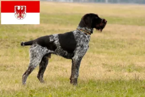 Read more about the article Deutsch Drahthaar criadores e cachorros em Brandenburg