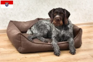 Read more about the article Deutsch Drahthaar criadores e cachorros em Hessen