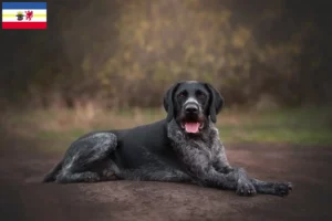 Read more about the article Criadores de Deutsch Drahthaar e cachorros em Mecklenburg-Vorpommern