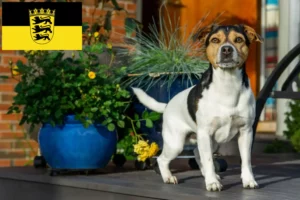 Read more about the article Criadores de cães de quinta dinamarqueses-suecos e cachorros em Baden-Württemberg