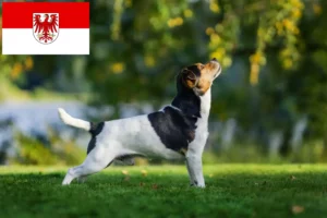 Read more about the article Criadores de cães de quinta dinamarqueses-suecos e cachorros em Brandenburg