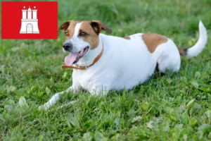 Read more about the article Criadores de cães de quinta dinamarqueses-suecos e cachorros em Hamburgo