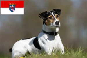 Read more about the article Criadores de cães de quinta dinamarqueses-suecos e cachorros em Hessen