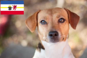 Read more about the article Criadores de cães de quinta dinamarqueses-suecos e cachorros em Mecklenburg-Vorpommern