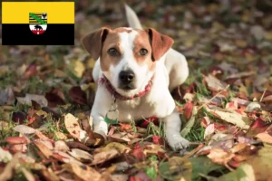 Read more about the article Criadores de cães de quinta dinamarqueses-suecos e cachorros em Saxónia-Anhalt