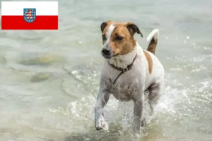 Read more about the article Criadores de cães de quinta dinamarqueses-suecos e cachorros na Turíngia