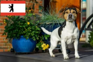 Read more about the article Criadores de cães de quinta dinamarqueses-suecos e cachorros em Berlim