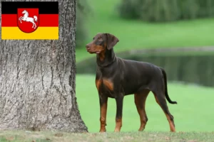 Read more about the article Criadores de Dobermann e cachorros na Baixa Saxónia