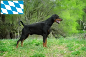 Read more about the article Criadores de Dobermann e cachorros na Baviera
