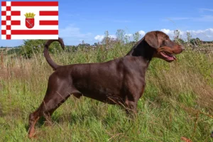 Read more about the article Criadores de Dobermann e cachorros em Bremen