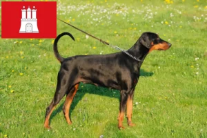 Read more about the article Criadores de Dobermann e cachorros em Hamburgo
