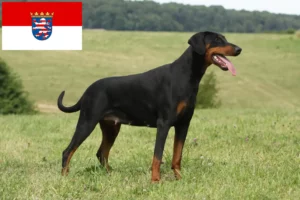 Read more about the article Criadores de Dobermann e cachorros em Hessen