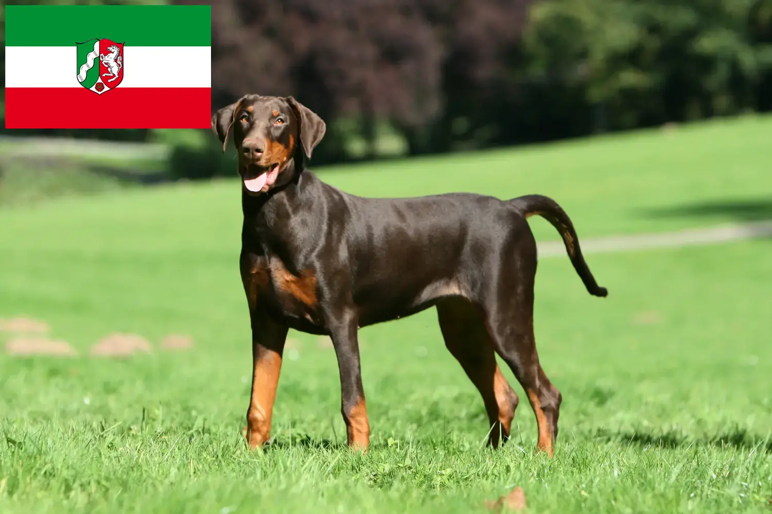 Read more about the article Criadores de Dobermann e cachorros na Renânia do Norte-Vestefália