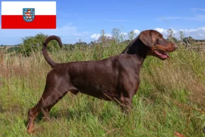 Read more about the article Criadores de Dobermann e cachorros em Thuringia