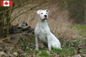 Read more about the article Criadores de Dogo Argentino e cachorros no Canadá
