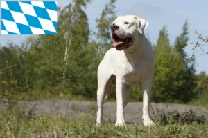 Read more about the article Criadores de Dogo Argentino e cachorros na Baviera