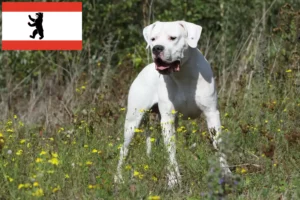 Read more about the article Criadores de Dogo Argentino e cachorros em Berlim