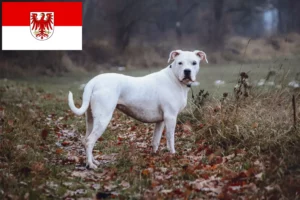 Read more about the article Criadores de Dogo Argentino e cachorros em Brandenburg