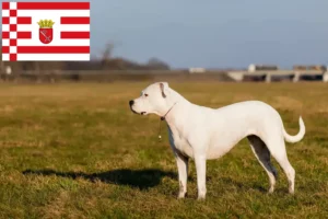 Read more about the article Criadores de Dogo Argentino e cachorros em Bremen