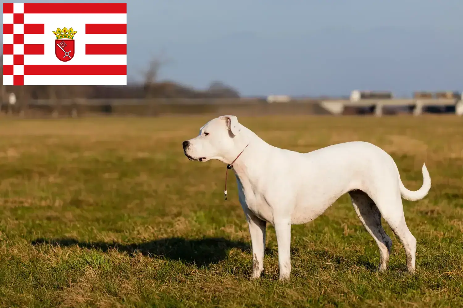 Dogo Argentino cachorros e criadores Bremen Encontre aqui criadores de Dogo Argentinos em Bremen.