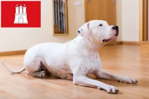 Read more about the article Criadores de Dogo Argentino e cachorros em Hamburgo