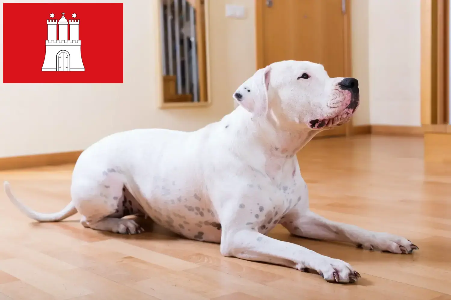 Dogo Argentino cachorros e criadores Hamburgo Aqui pode encontrar criadores de Dogo Argentinos em Hamburgo.