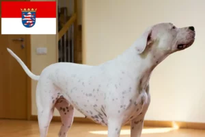 Read more about the article Criadores de Dogo Argentino e cachorros em Hessen