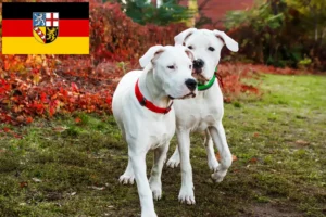 Read more about the article Criadores de Dogo Argentino e cachorros em Saarland