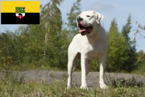 Read more about the article Criadores de Dogo Argentino e cachorros em Saxónia-Anhalt