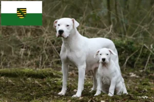 Read more about the article Criadores de Dogo Argentino e cachorros em Saxónia
