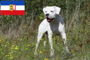 Read more about the article Criadores de Dogo Argentino e cachorros em Schleswig-Holstein