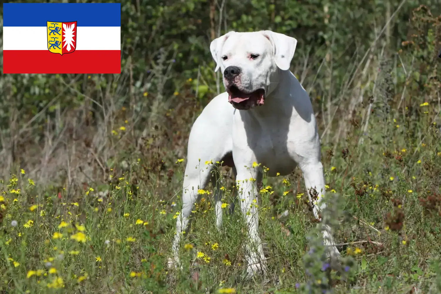 Read more about the article Criadores de Dogo Argentino e cachorros em Schleswig-Holstein