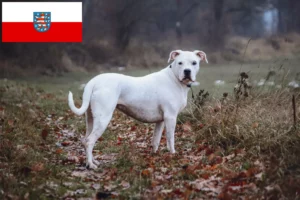 Read more about the article Criadores de Dogo Argentino e cachorros em Thuringia
