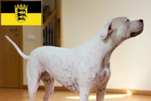 Read more about the article Criadores de Dogo Argentino e cachorros em Baden-Württemberg