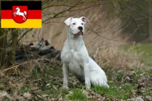 Read more about the article Criadores de Dogo Argentino e cachorros na Baixa Saxónia