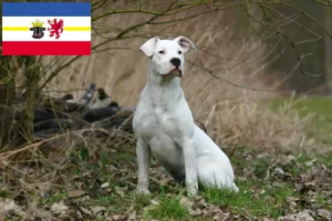 Read more about the article Criadores de Dogo Argentino e cachorros em Mecklenburg-Vorpommern