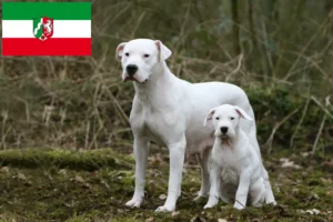 Read more about the article Criadores de Dogo Argentino e cachorros na Renânia do Norte-Vestefália