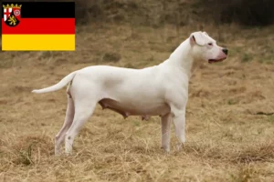 Read more about the article Criadores de Dogo Argentino e cachorros em Renânia-Palatinado