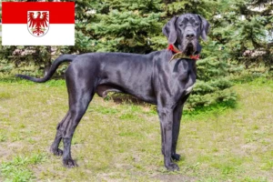 Read more about the article Criadores de Dogue Alemão e cachorros em Brandenburg