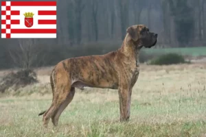 Read more about the article Criador de Dogue Alemão e cachorros em Bremen