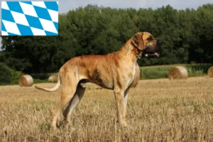 Read more about the article Criadores de Dogue Alemão e cachorros na Baviera