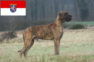 Read more about the article Criadores de Dogue Alemão e cachorros em Hessen