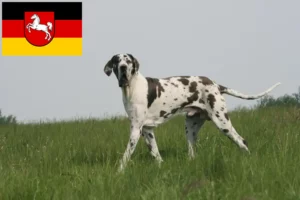 Read more about the article Criadores de Dogue Alemão e cachorros na Baixa Saxónia