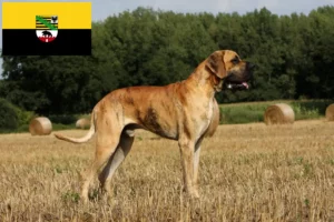Read more about the article Criadores de Dogue Alemão e cachorros em Saxónia-Anhalt