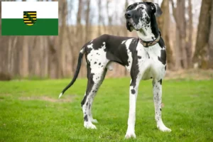 Read more about the article Criadores de Dogue Alemão e cachorros em Saxónia