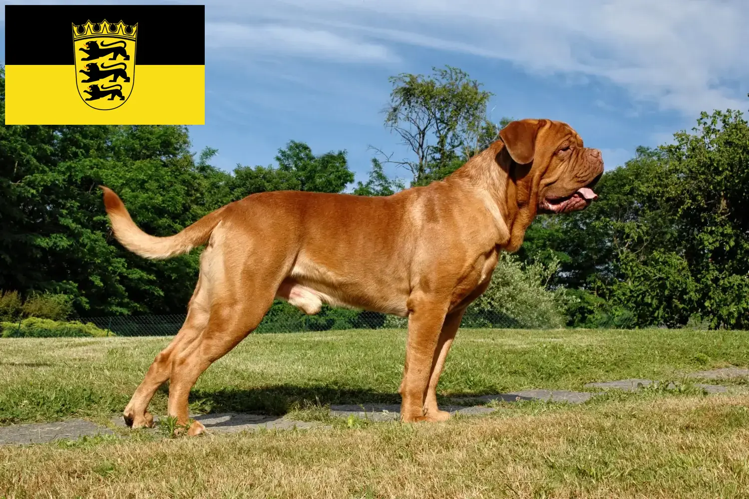 Dogue de Bordeaux cachorros e criadores Baden-Württemberg Aqui pode encontrar criadores de Dogue de Bordeaux em Baden-Württemberg.