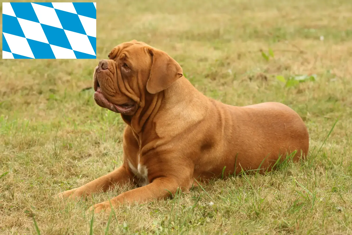 Dogue de Bordeaux cachorros e criador Bavaria Aqui pode encontrar criadores de Dogue de Bordeaux na Baviera.