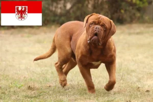 Read more about the article Criadores de Dogue de Bordeaux e cachorros em Brandenburg